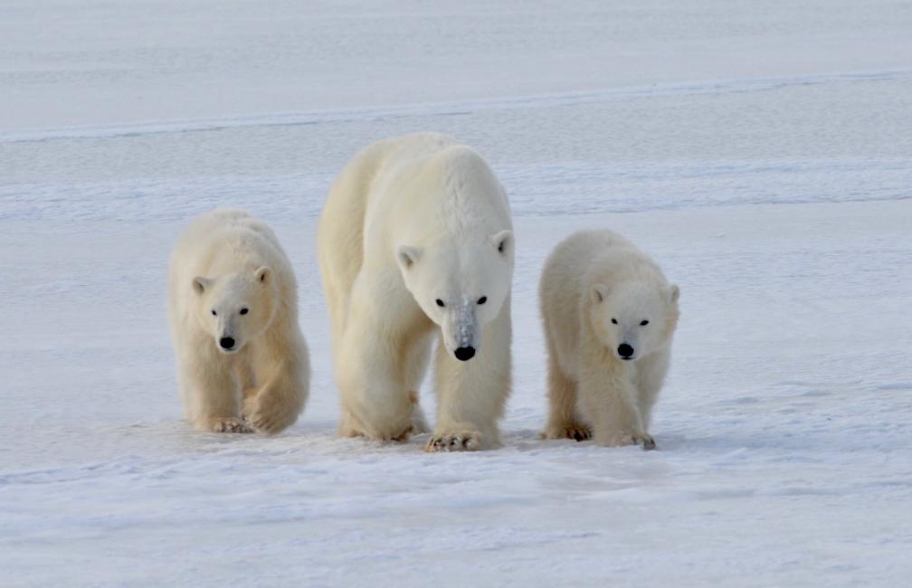 THỦ ĐÔ GẤU BẮC CỰC : VANCOUVER – WINNIPEG – CHURCHILL